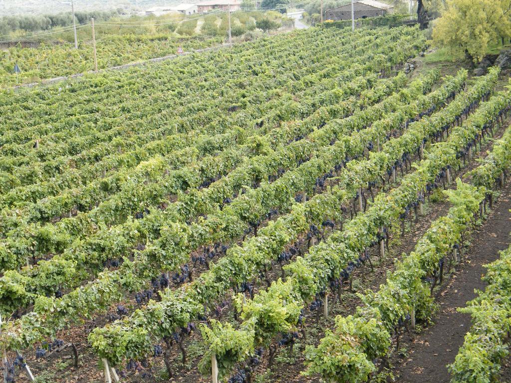 Etna Wine Azienda Agrituristica Passopisciaro Exterior photo